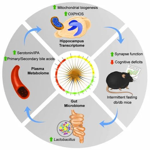 间歇性禁食 糖尿病患者认知保护的新曙光——刘学波教授团队取得重大科研突破