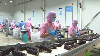 安图:依靠科技创新 撬动产业发展